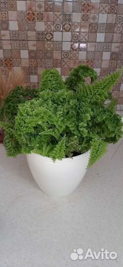 Нефролепис карликовый