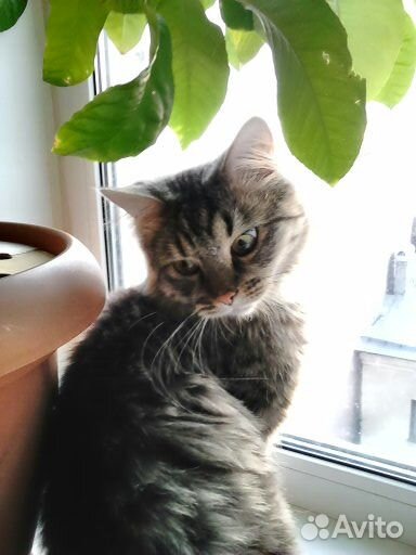 Вязка с норвежским котом