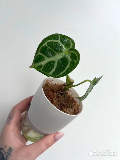 Маранта Амабилис Минт, Антуриум Сильвер Блаш