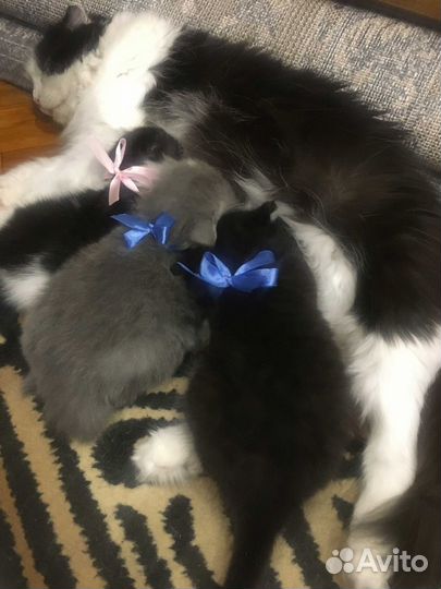 Вислоухие колобки