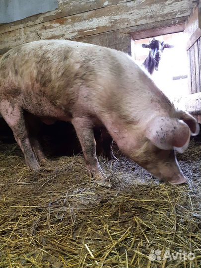 Свиньи дюрок