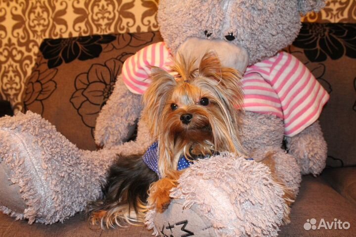 Жених мини йорк приглашает на вязку