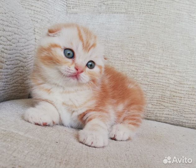 Шотландские вислоушки, красные котятки