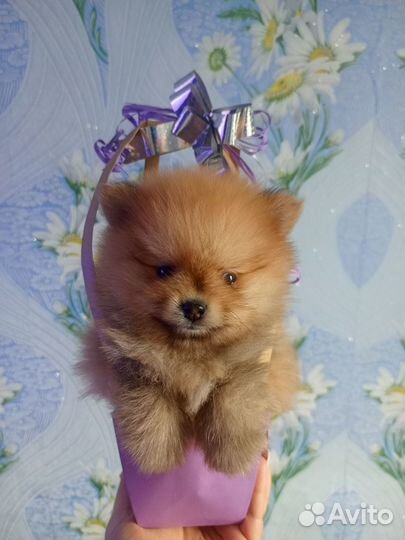 Померанский щпиц мини