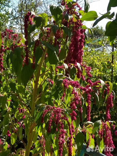 Семена амарантов