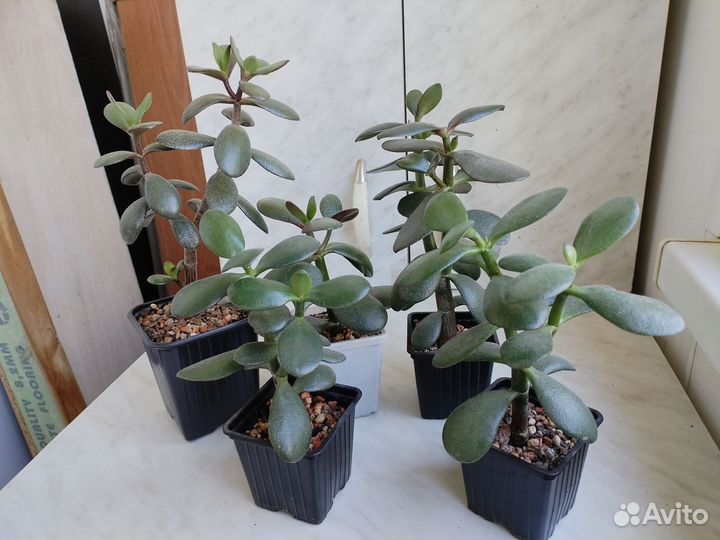 Крассула Ovata, денежное дерево