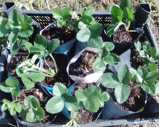 Усы клубники (виктории)