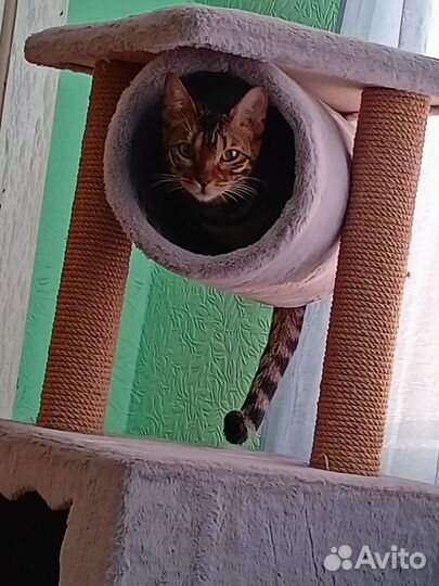 Бенгальская кошка