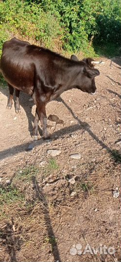 Коровы и телки