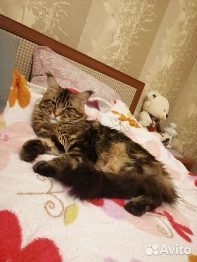 Кот мейн-кун вязка
