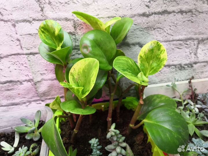 Пеперомия вариегетная