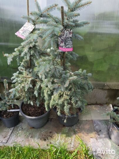 Picea pungens Jan Byczkowski