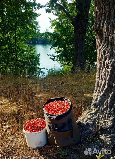 Шиповник Дикий Сушёный