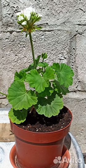 Сортовая пеларгония