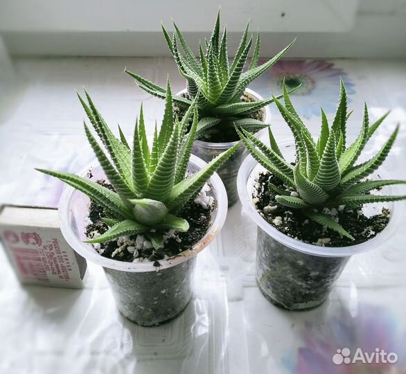 Хавортия полосатая