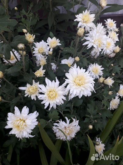 Хризантемы