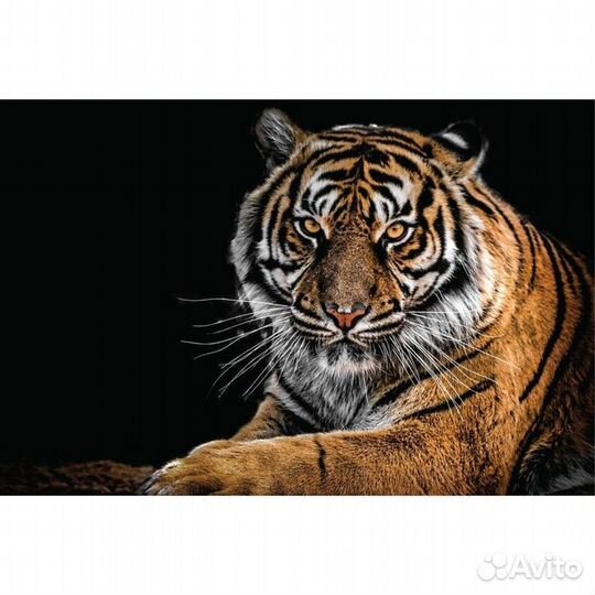 Тигр с полным заполнением