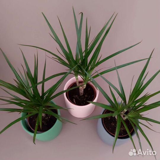 Драцена Комнатные растения Доставка растений