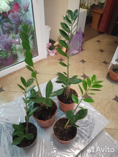 Замиокулькас зензи