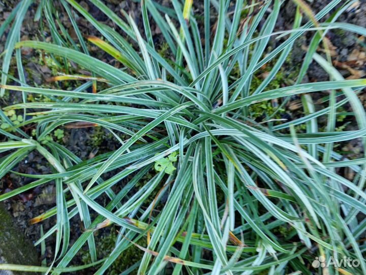 Офиопогон пёстролистный