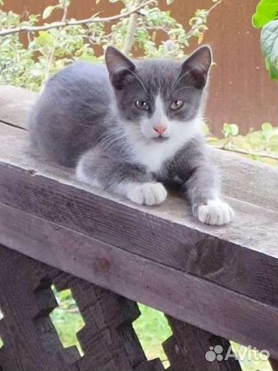 Котёнок (мальчик) ищет дом