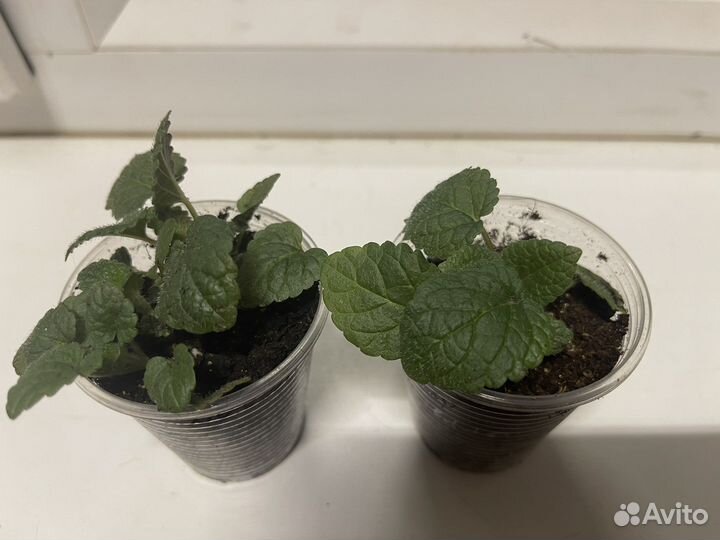 Мелисса и мята