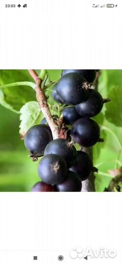 Смородина сортовая (черенки, саженцы)