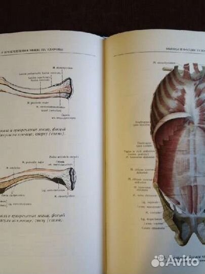 Медицинский атлас