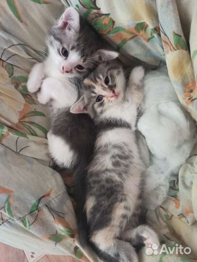 Котята в добрые руки