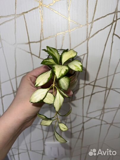 Хойя хешкелиана вариегатная