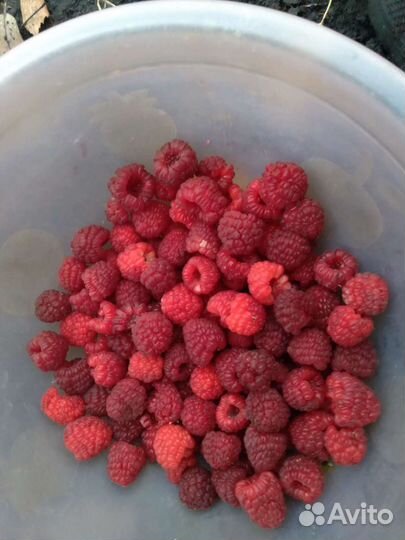 Плод растения малина ремонтантная ежевика крупная