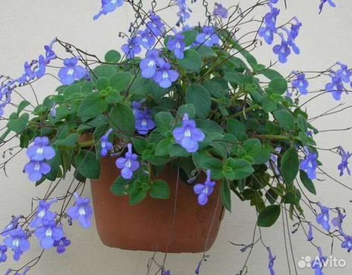 Уайтфельдия, абутилон