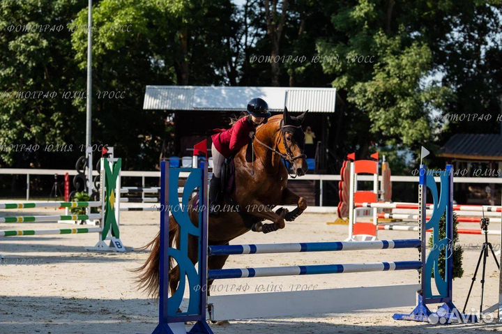 Конкур. Конь 2017 г.р