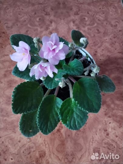 Фиалка сортовая