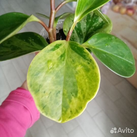 Пеперомия Грин Голд