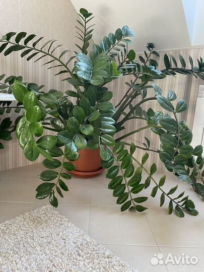 Замиокулькас