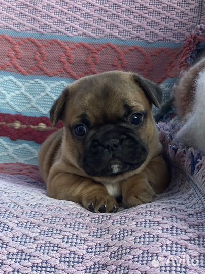 Элитные щенки французского бульдога