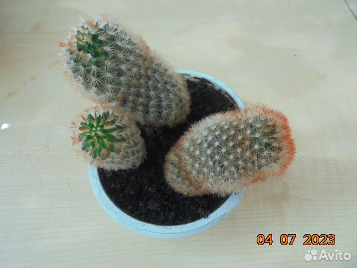 Кактус 3в1 h 11.5, 10,5 и 5см.Доставка бесплатно