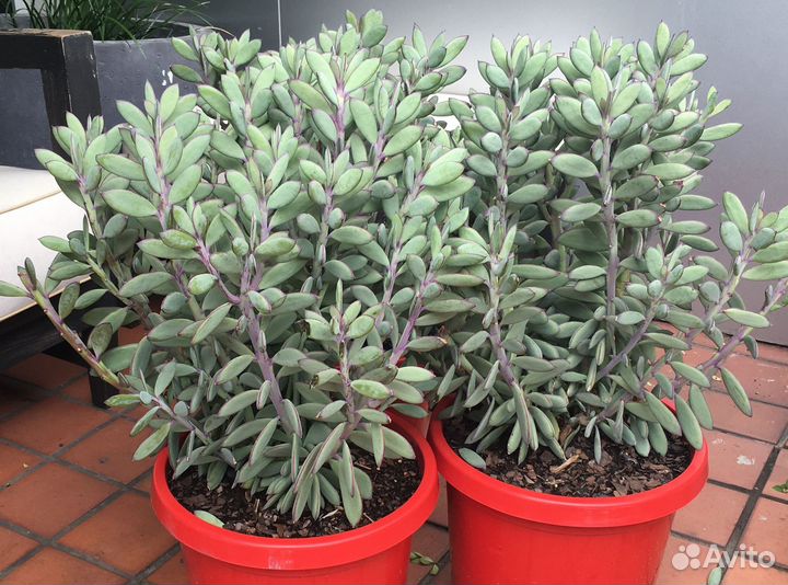 Крестовник Crassissimus