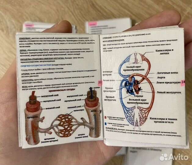 Шпаргалки егэ биология