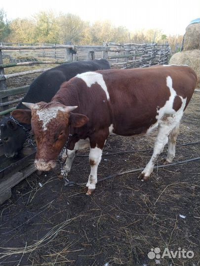 Быки и телки