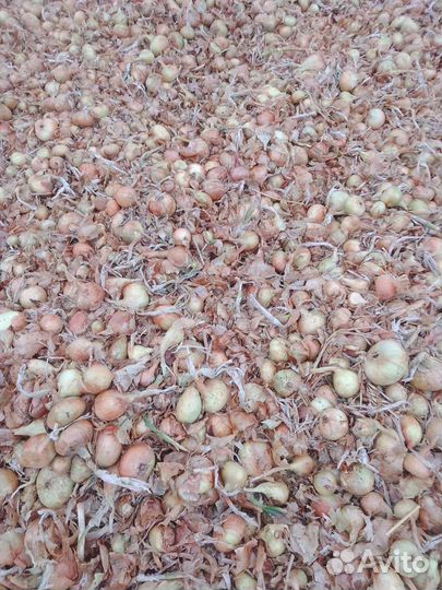 Лук на перо