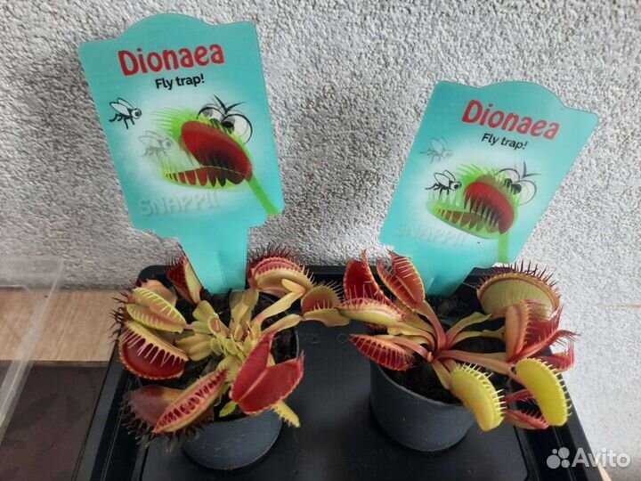 Венерия мухоловка, Ловушка