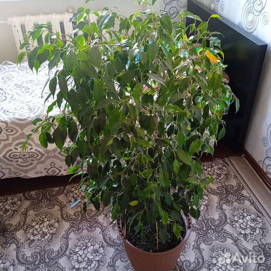 Фикус бенджамина