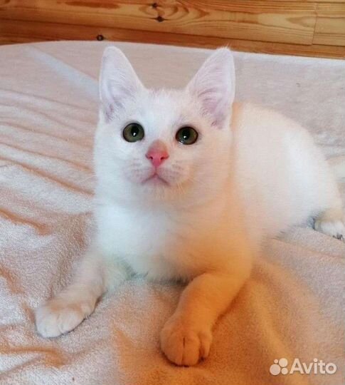 Котенок белая кошка бесплатно