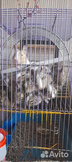 Дегу,6 девочки и мальчики