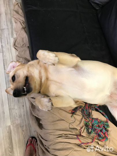 Лабрадор девочка 5 лет