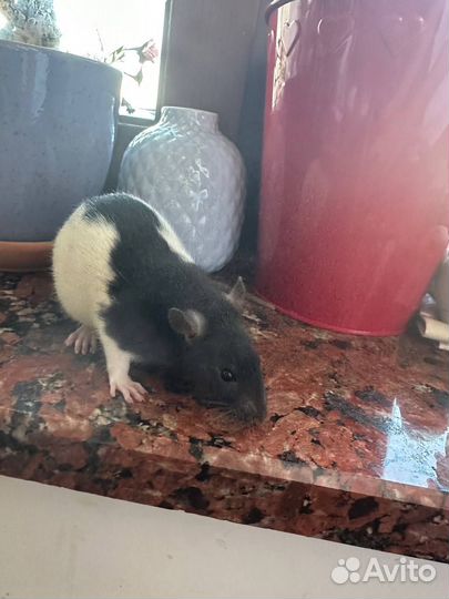 Декоративные крысята (детеныши капюшонной крысы)