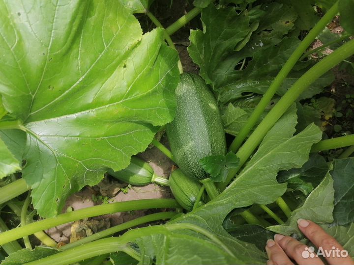 Кабачки свежие