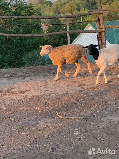 Переярки шарале тексель